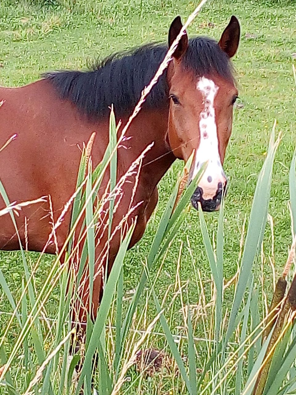 BLANQUEFORT 18 juin 2019-1