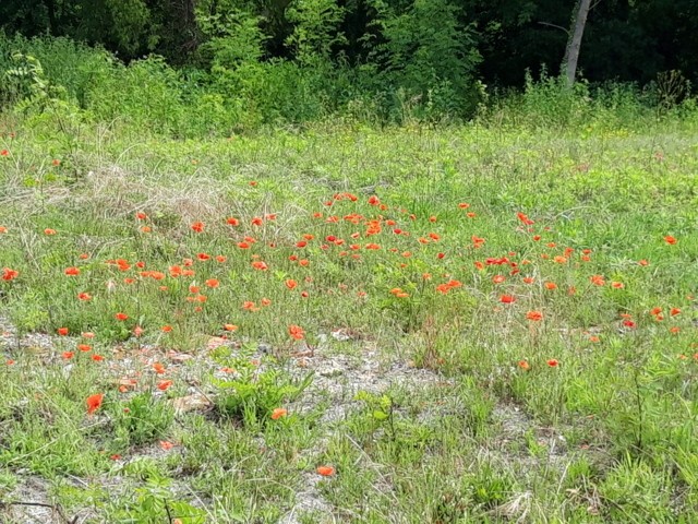 Captieux dimanche 14 06 2020 3