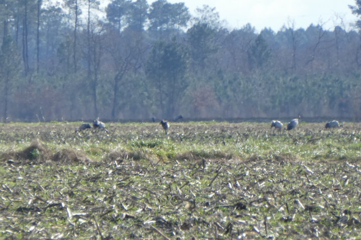 CAZALISdimanche3:02:2019-Les grues-1