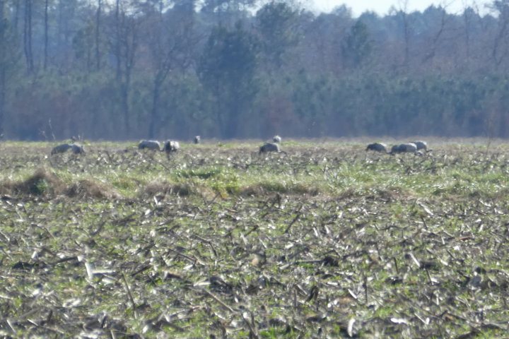 CAZALISdimanche3:02:2019-Les grues-2