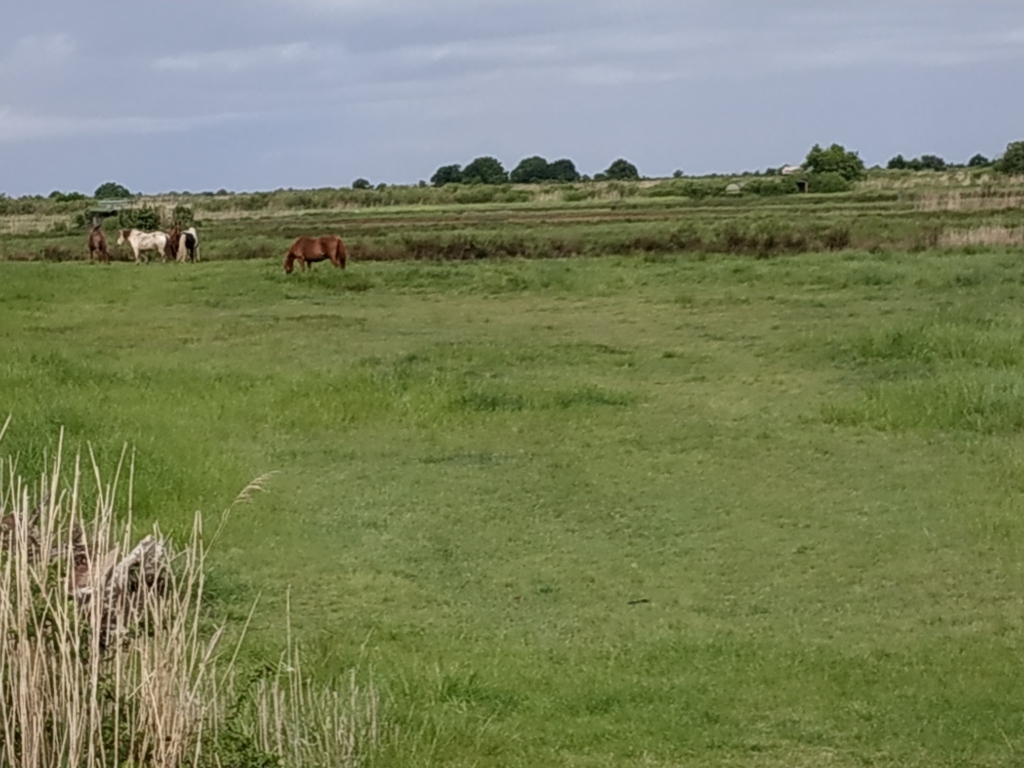 Le Teich 25-04-19_1