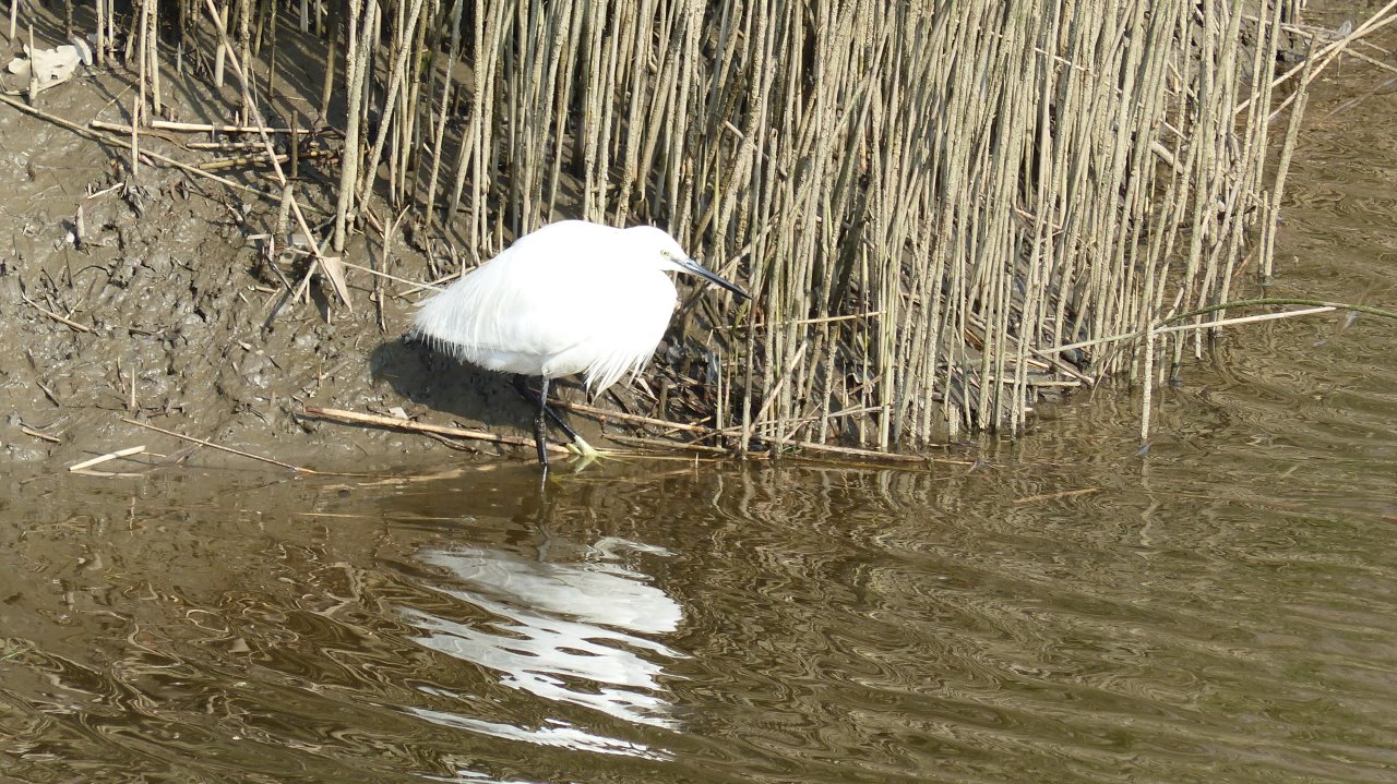 LE TEICH dimanche 25 février  10