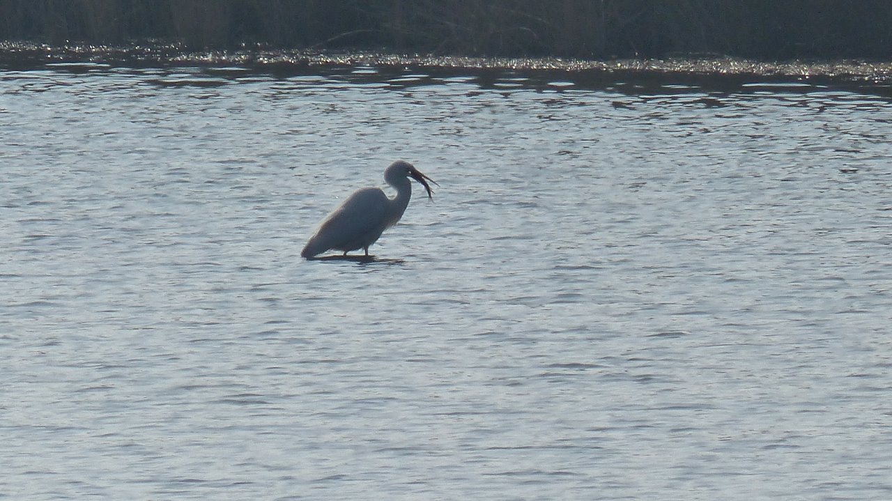 LE TEICH dimanche 25 février  11