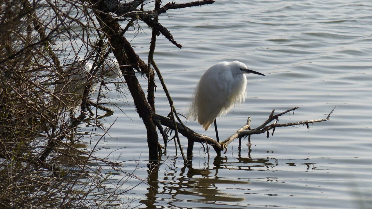 LE TEICH dimanche 25 février  7