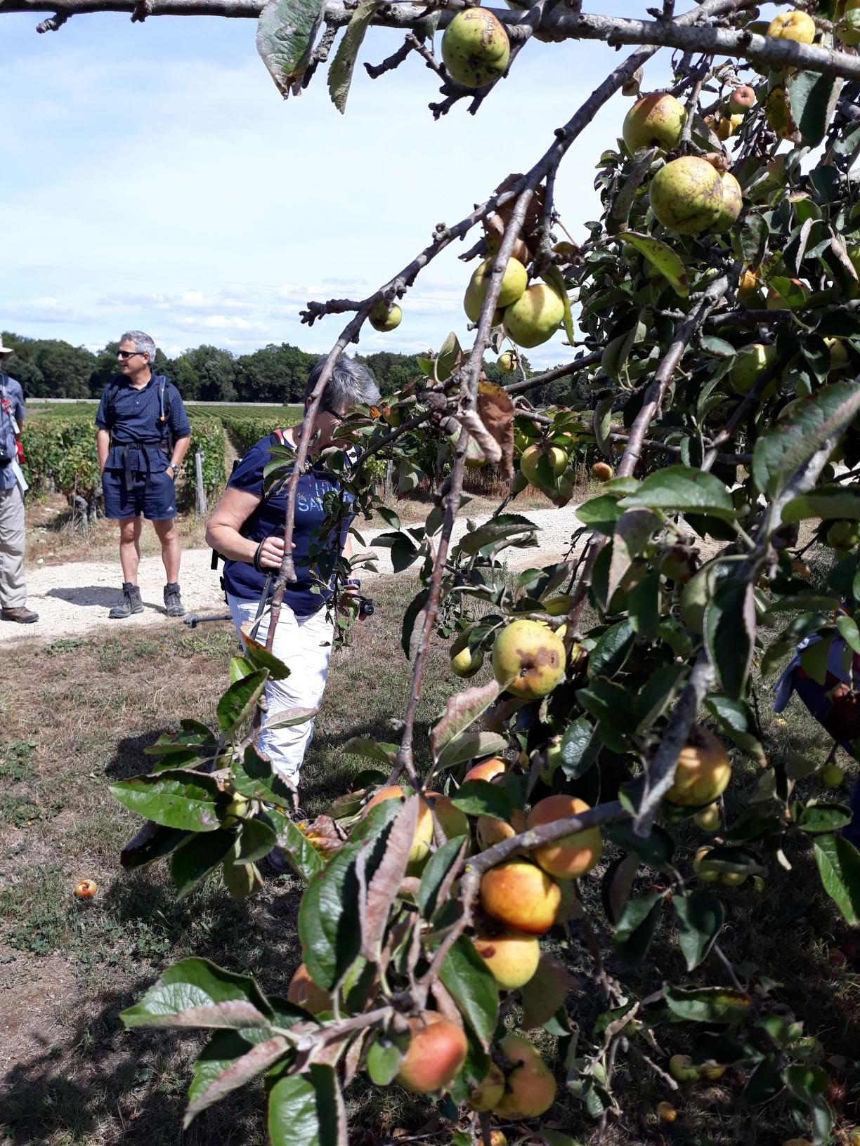 ST GERMAIN D'ESTEUIL dimanche 8:09:2019-7